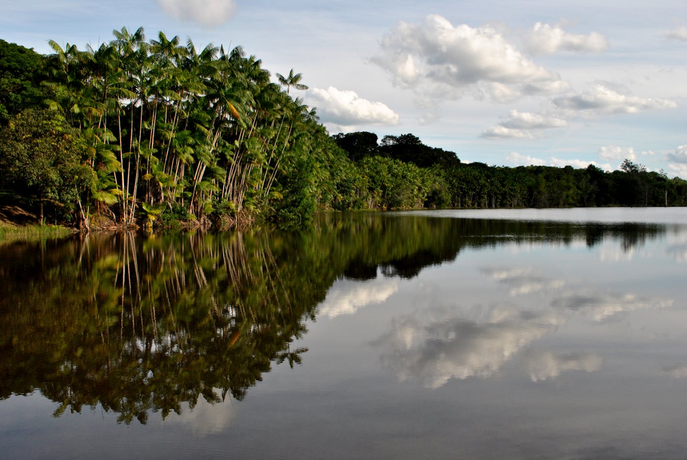 Brazilian Atlantic Moist Forests (NT14)