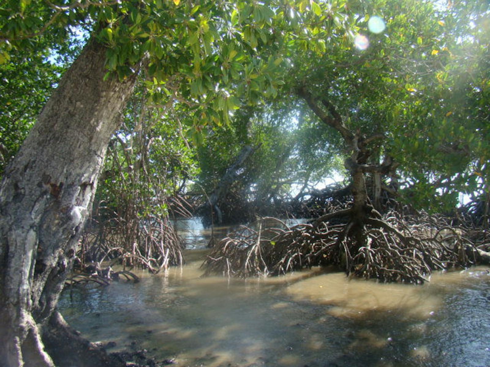 New Guinea Mangroves