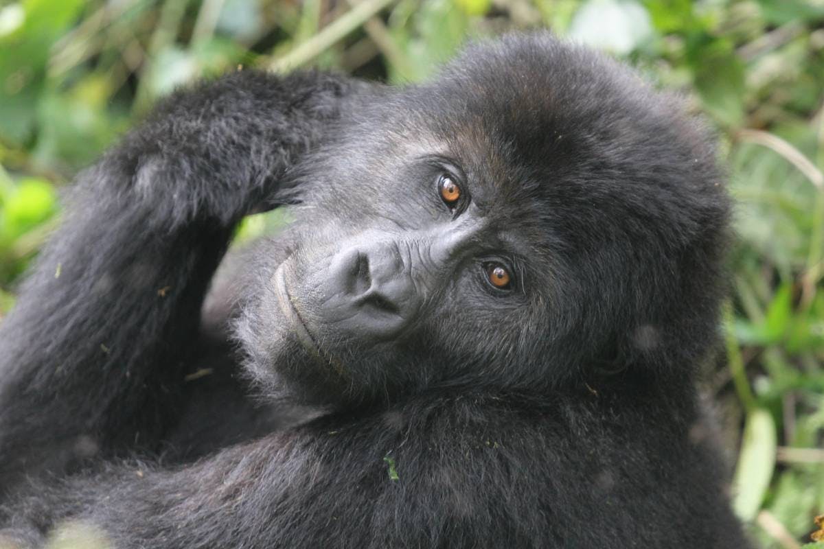 Securing Community Land Tenure in Eastern Congo as a Means to Save the Critically Endangered Grauer’s Gorilla