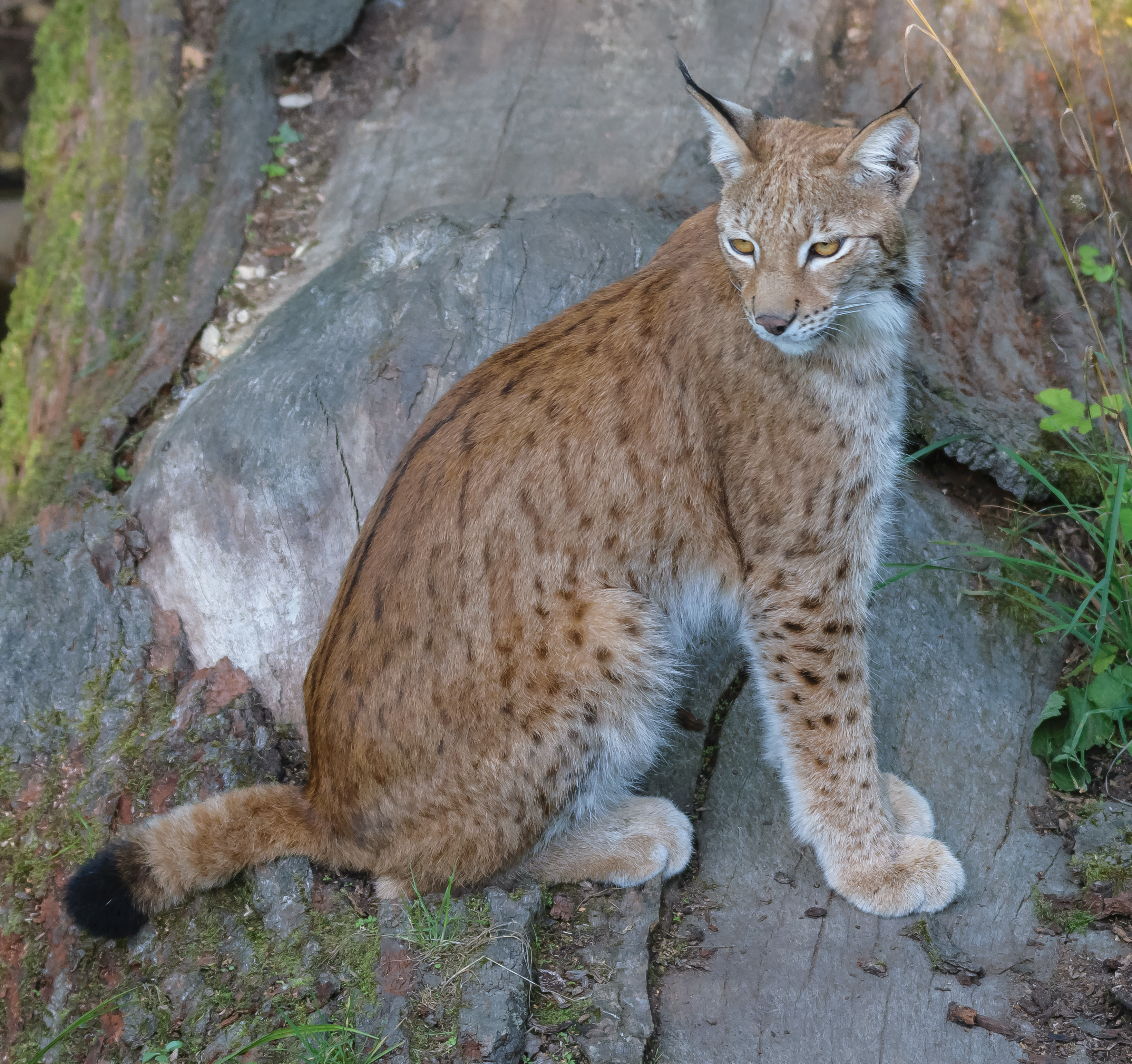 Рысь в башкирии. Обыкновенная Рысь хвост. Eurasian Lynx. Flopa Lynx. Клепа Рысь.