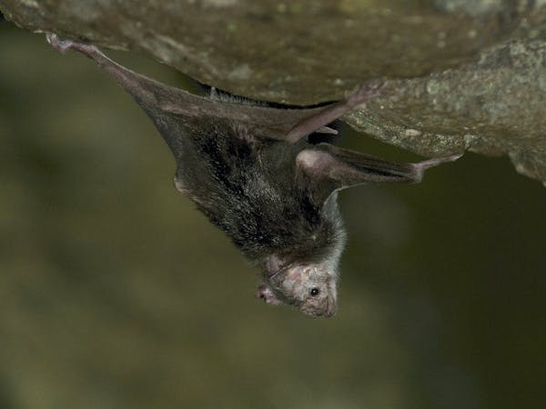 Vampire bats develop long-term friendships