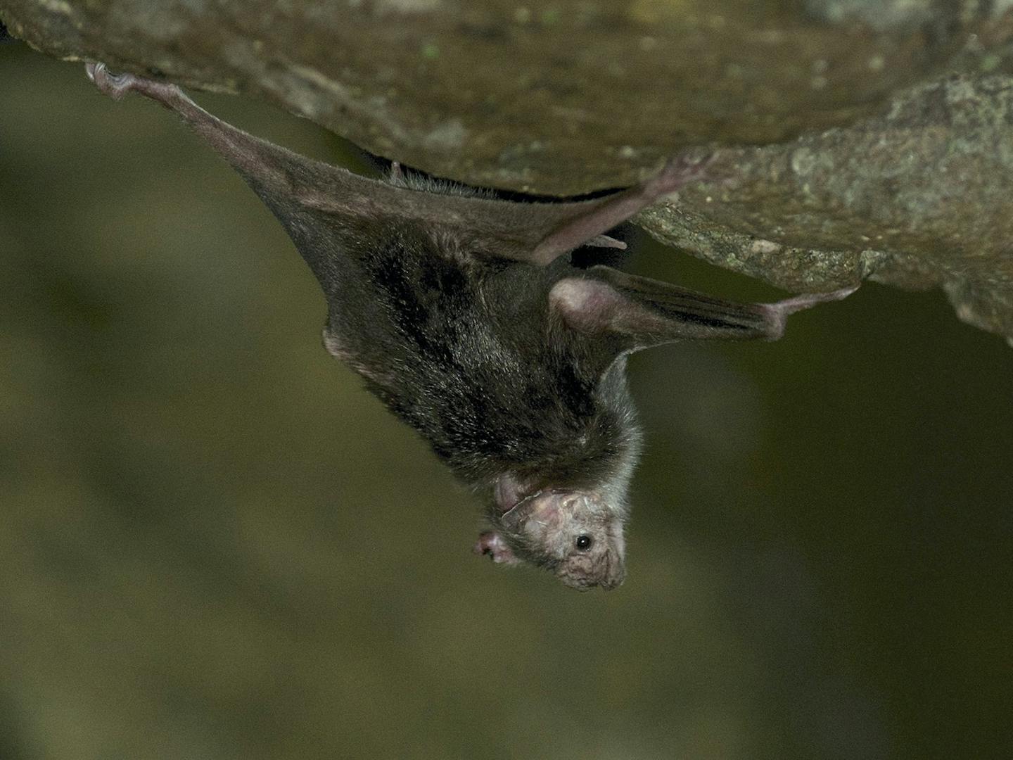 Vampire bats develop long-term friendships