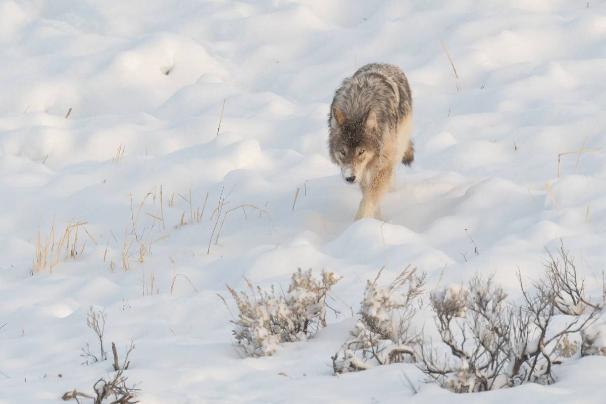 A Wapiti Lake wolf walks in Yellowstone. Image credit: Courtesy of Sarah Killingsworth