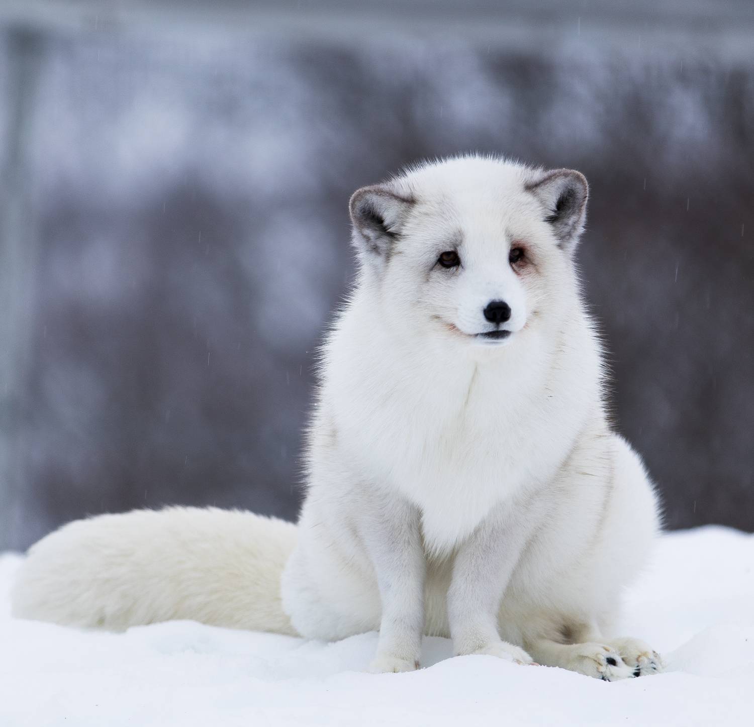 Arctic fox. Photo | Dreamstime_51496224