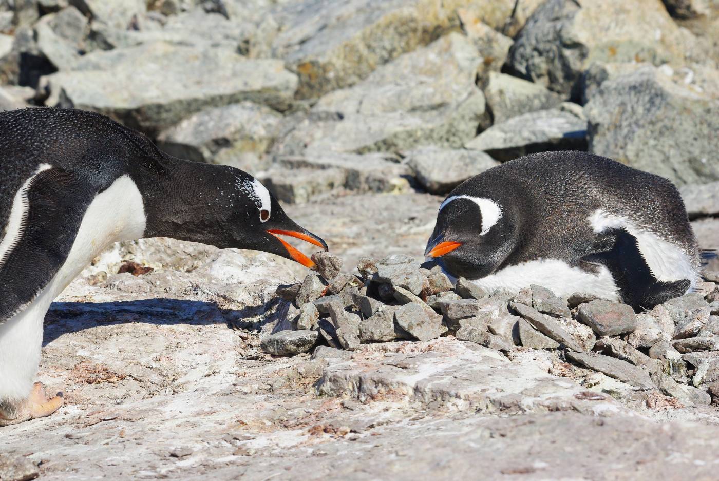 Gentoo Penguins Pebble