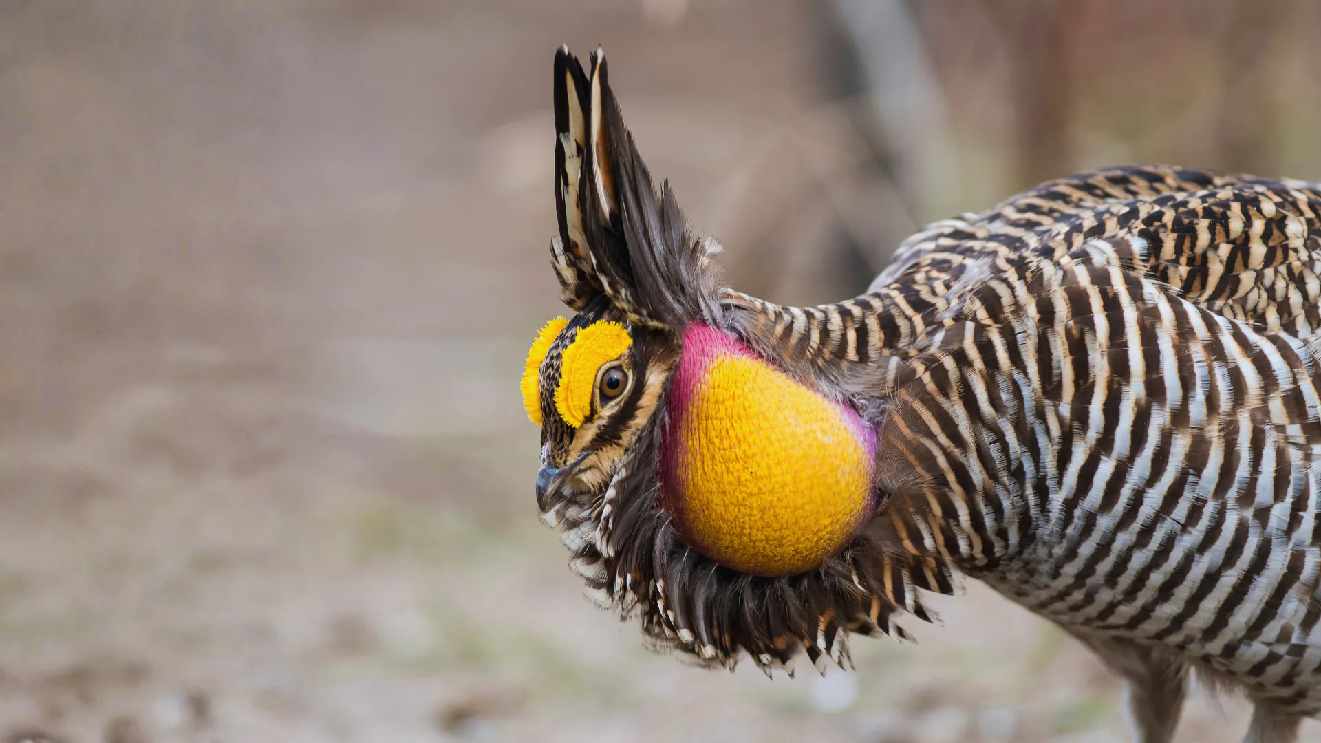 A booming and displaying Attwater’s prairie-chicken in the spring. Image Credit: Steve Oehlenschlager, Canva.