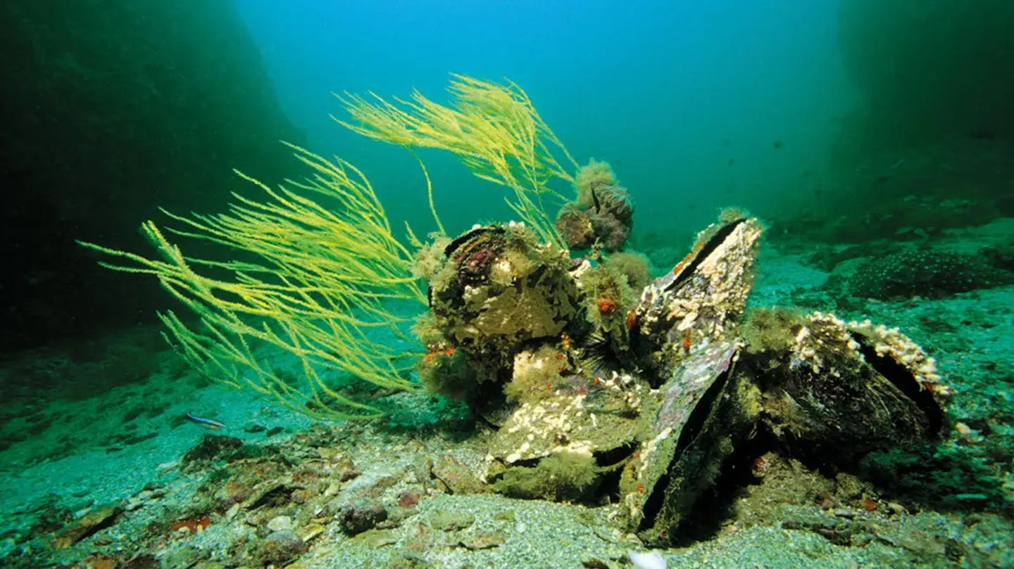 Oysters: Nature’s water filtration system