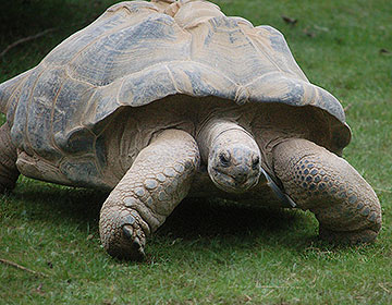 Aldabra giant tortoise. Image credit: Pixabay