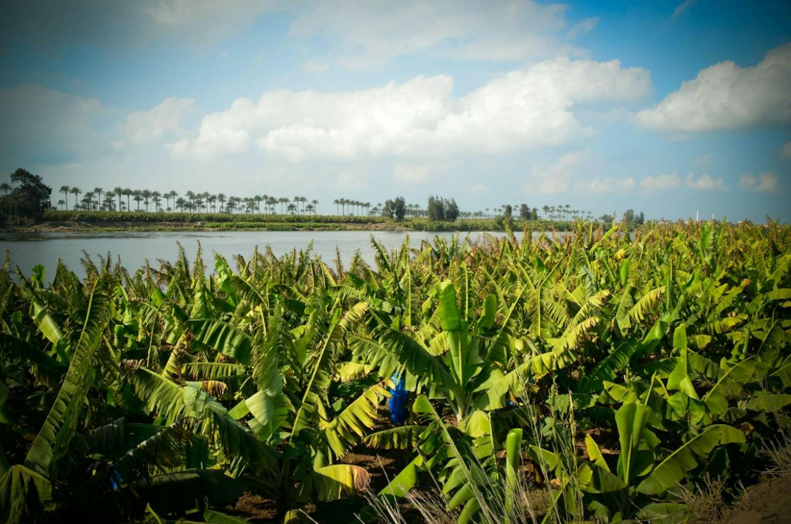 Nile Delta Flooded Savanna