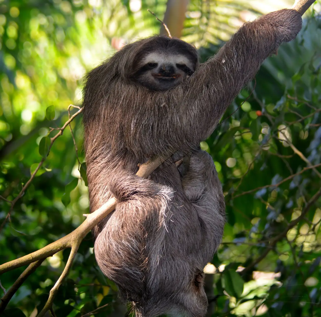 Maned three-toed sloth: a charming species that aids growing trees ...