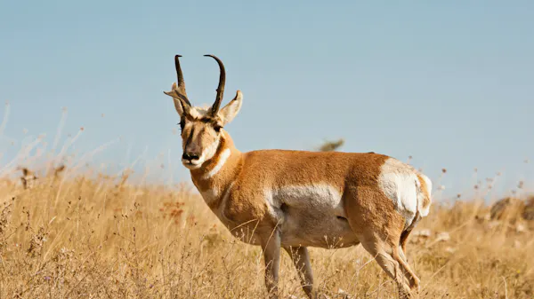 The pronghorn: North America’s swift survivor