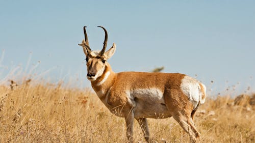 Pronghorn (Antilocapra americana)