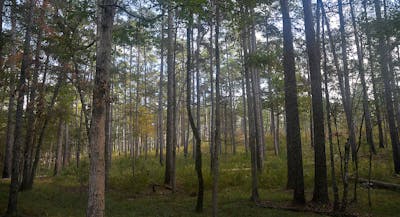 Southern Mixed Forests & Blackland Prairies (NA28)