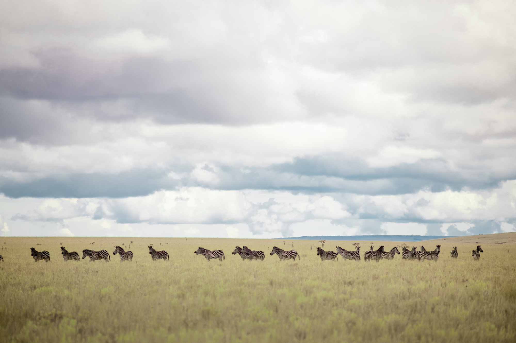 Image courtesy of Pongo - Zebras at Lusinga Plateau - Upemba National Park