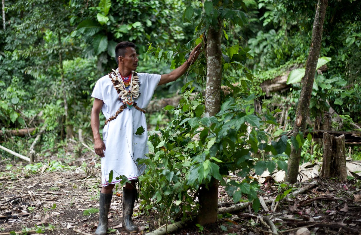 Indigenous peoples are critical guardians of biodiversity