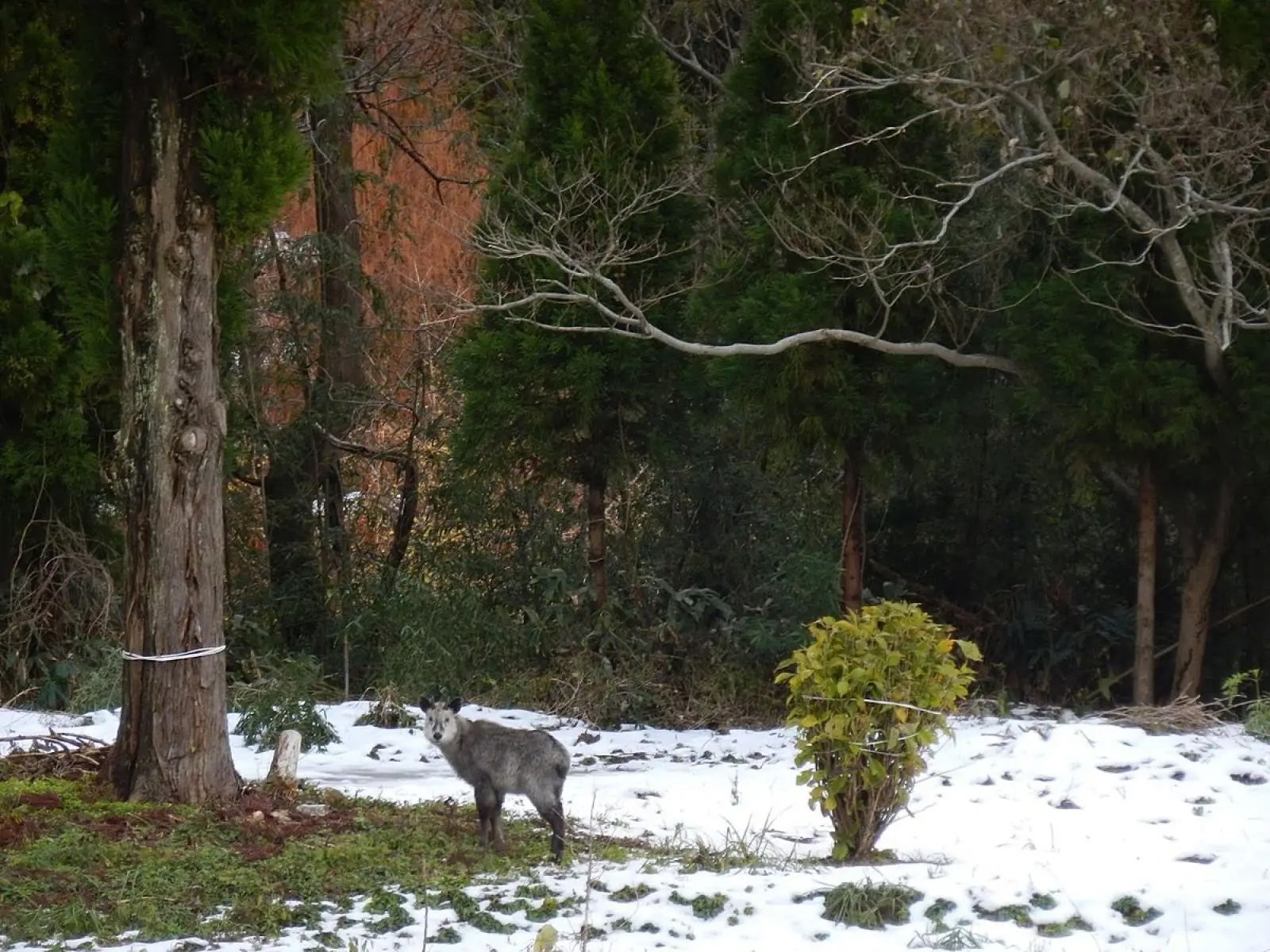 Japanese serow. Image Credit: Kiwa Dokokano, Animalia.bio.