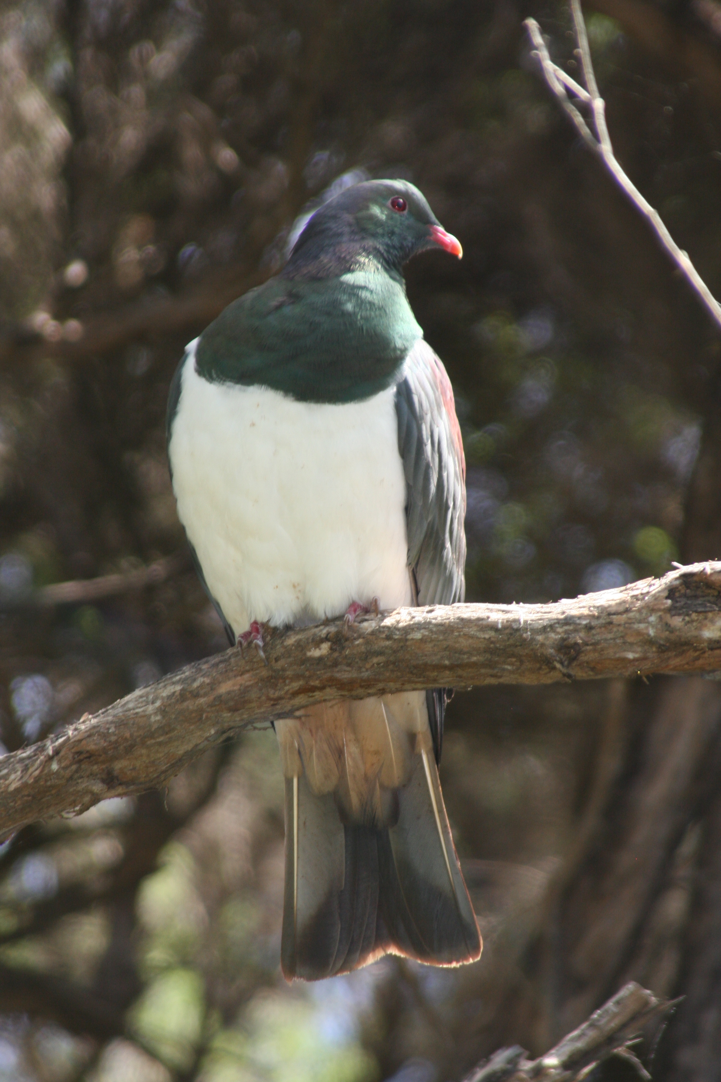 New Zealand pigeon. Image credit: Flickr, Duncan (CC BY/SA 2.0 DEED)
