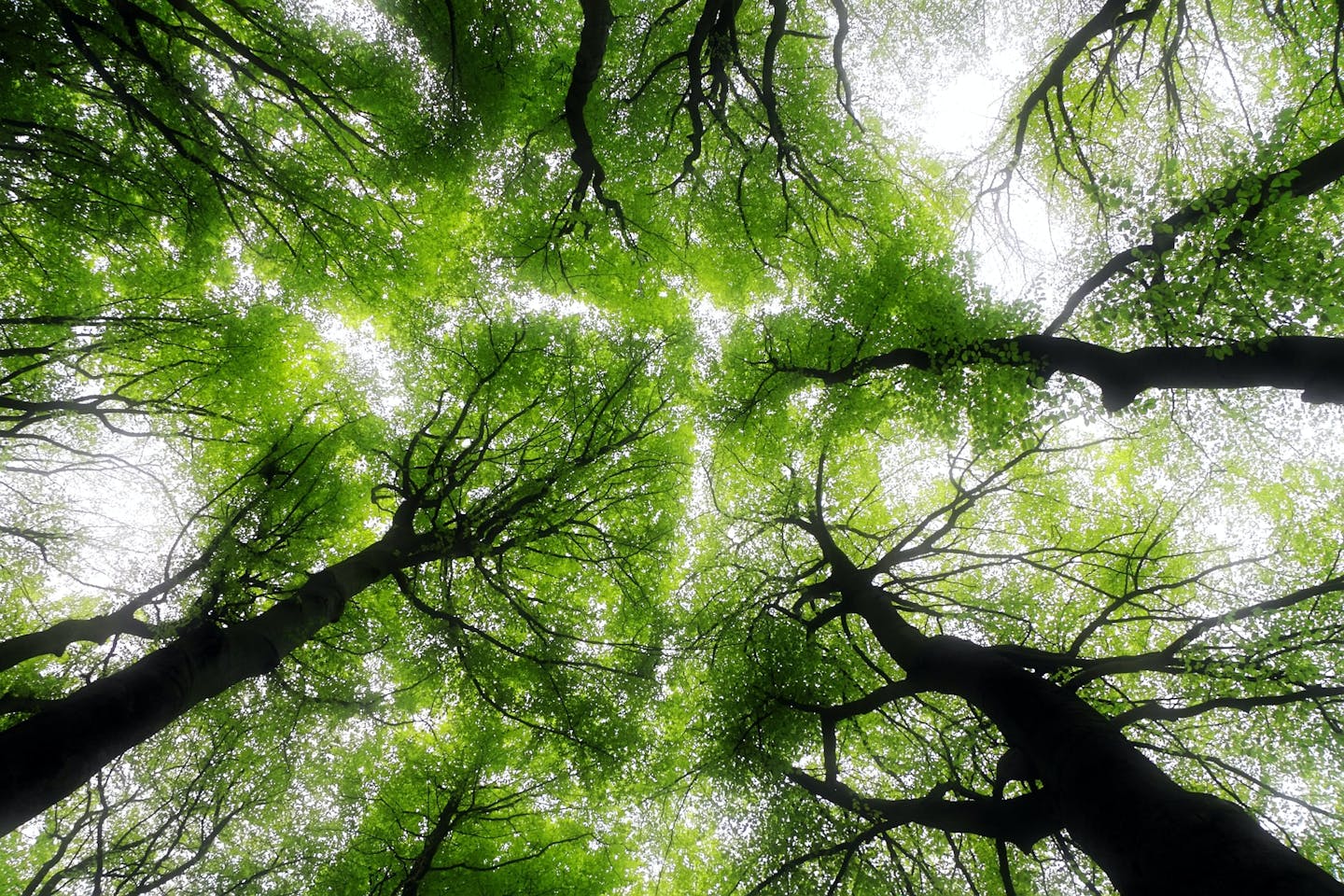 Webinar Recap: Fighting Climate Change Through Resilient Forest and Landscape Restoration