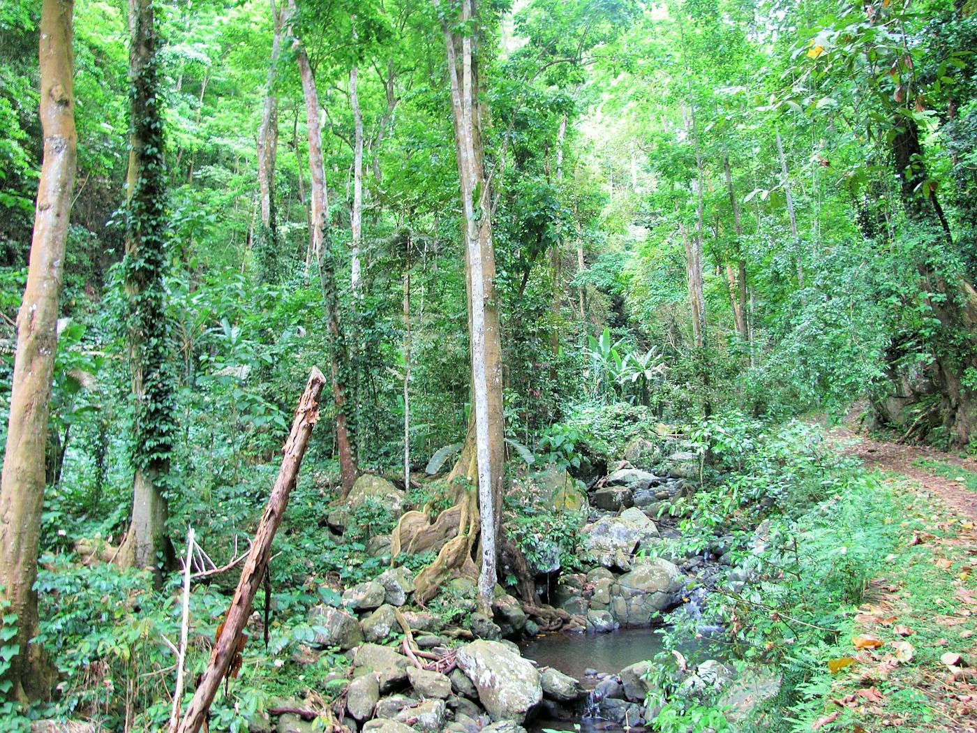 Gulf of Guinea Coastal Forests & Mangroves (AT17)