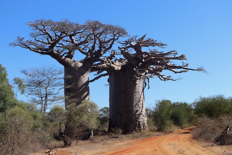 Revitalizing Madagascar Baobab Forests to a Thriving Ecosystem