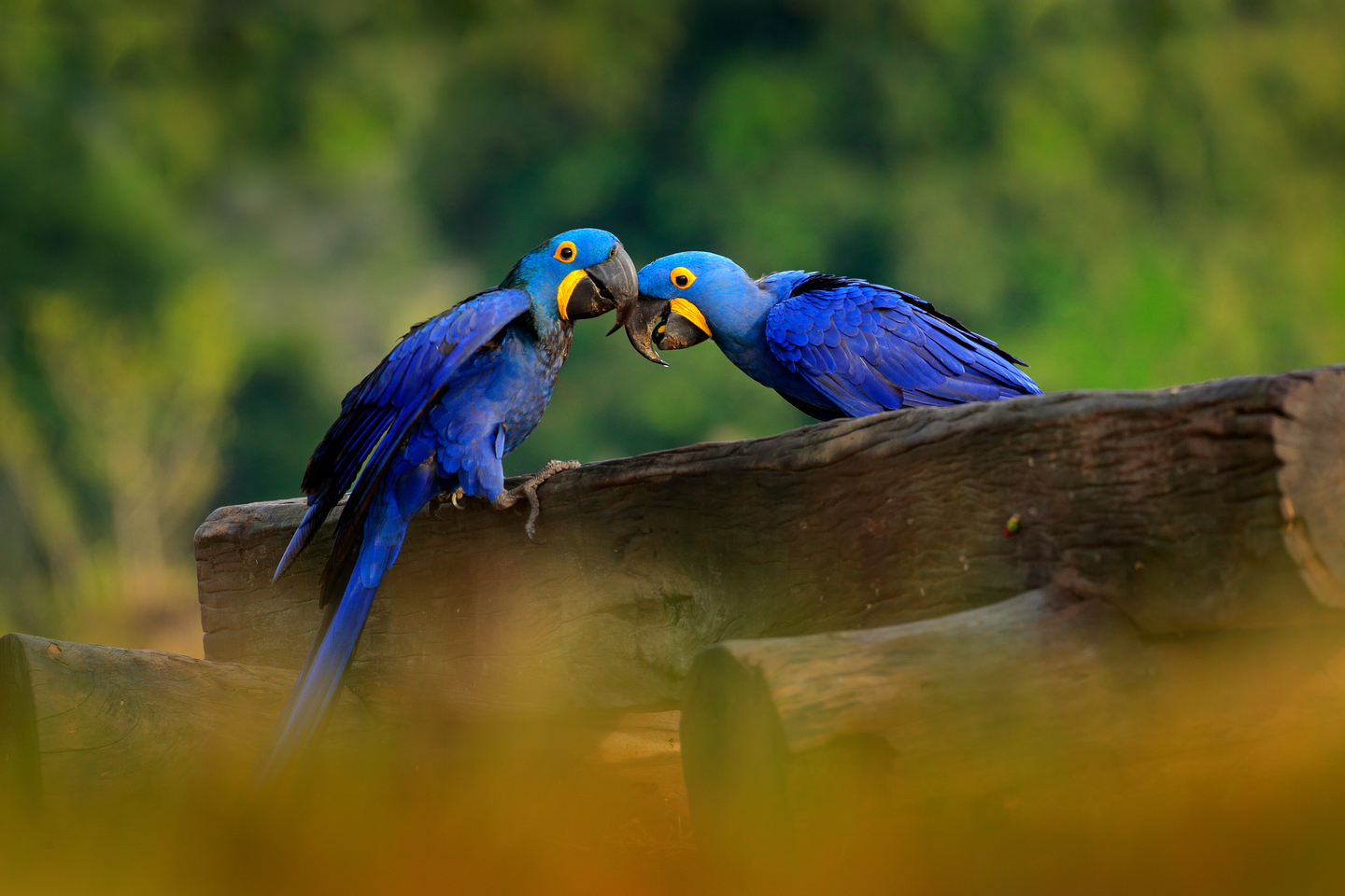 Parrot Beak Strength