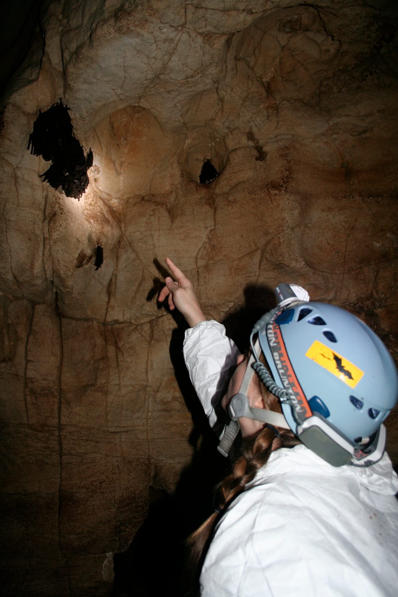 Kentucky Department of Fish and Wildlife Resources bat ecologist counts bats. Image credit: U.S. Fish and Wildlife Service Headquarters