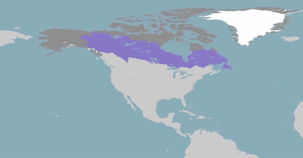 Canadian Boreal