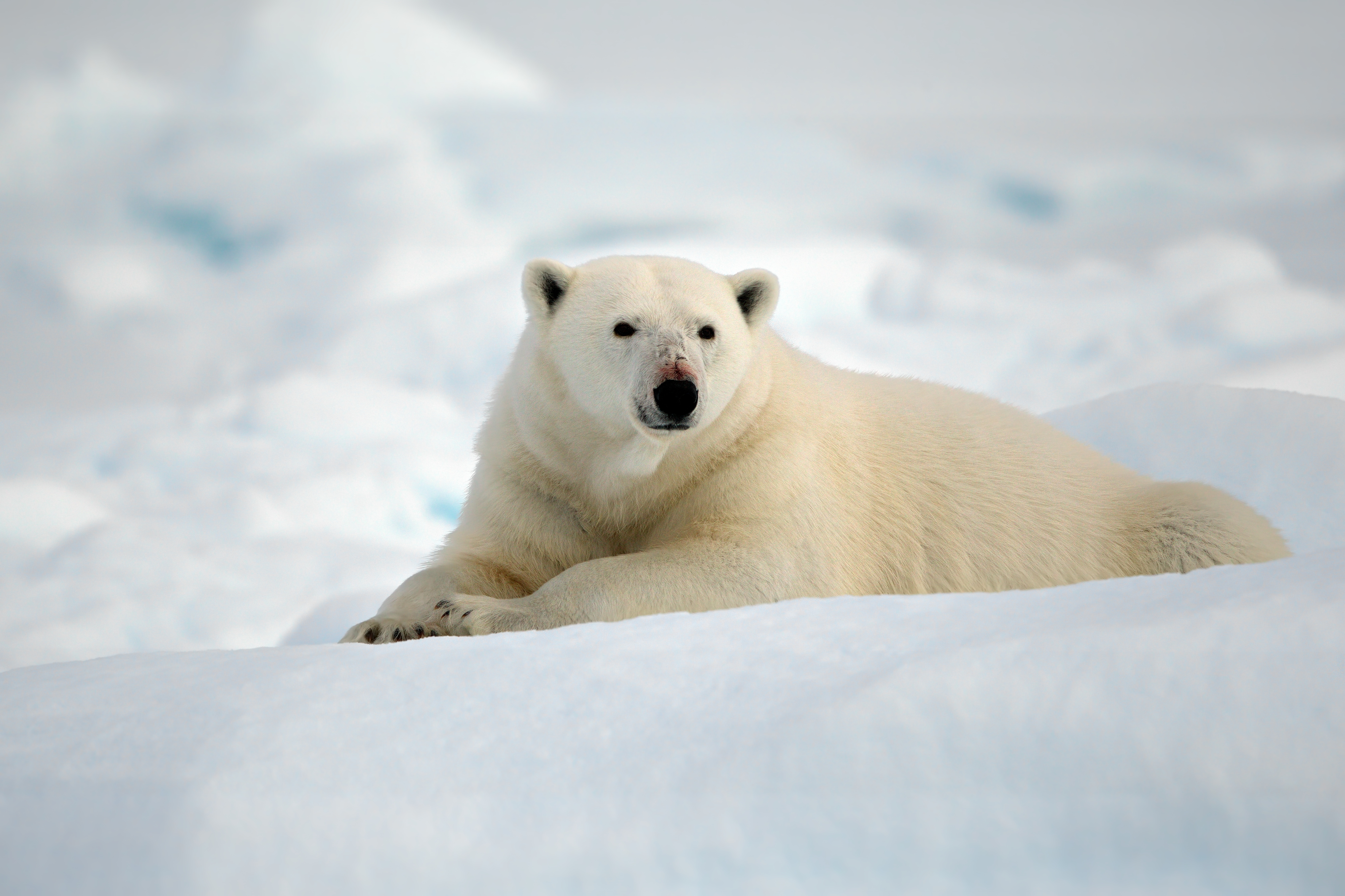 A polar bear (Ursus maritimus) lying in the snow in his habitat on a cold winter day in Svalbard. Image Credit: Wirestock, Envato Elements.