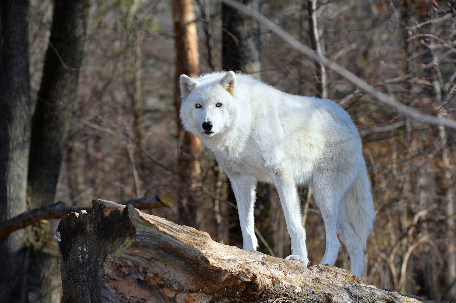 Tundra wolf in the wild.