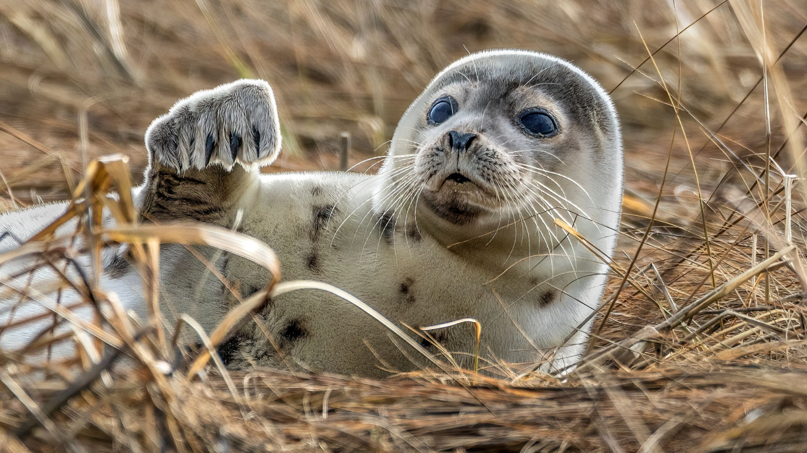 A closeup of a Caspian seal. Image Credit: © Wirestock, Dreamstime A closeup of a Caspian seal. Image Credit: © Wirestock, Dreamstime