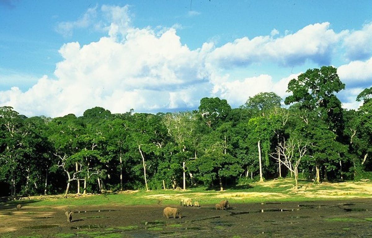 North Congolian Lowland Forests (AT15)