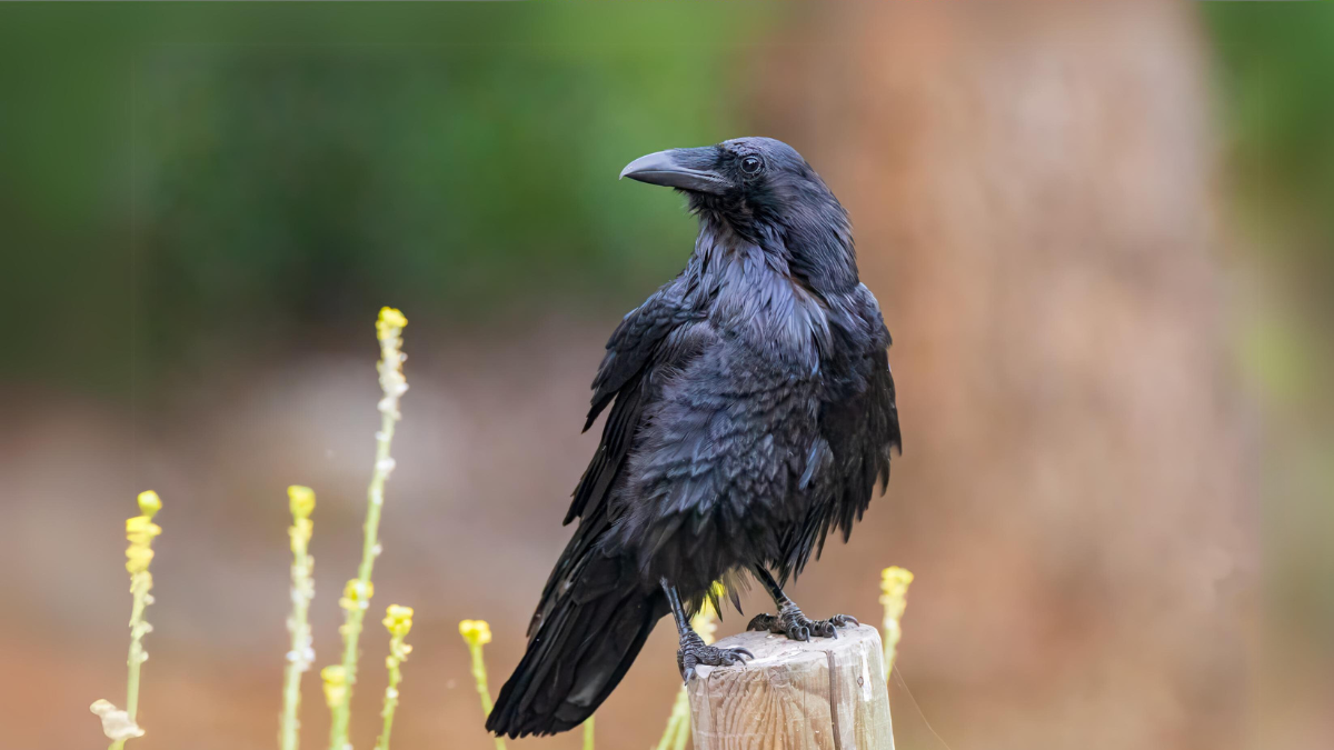 Common raven (Corvus corax). Image Credit: © Matt Krofcheck | Dreamstime.com.