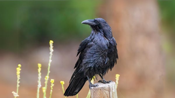 The enigmatic common raven: Unveiling its intelligence, adaptability, and cultural mystique