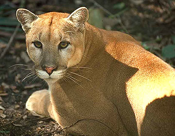 Florida panther. Image credit: U.S. Fish And Wildlife Service Via Flickr