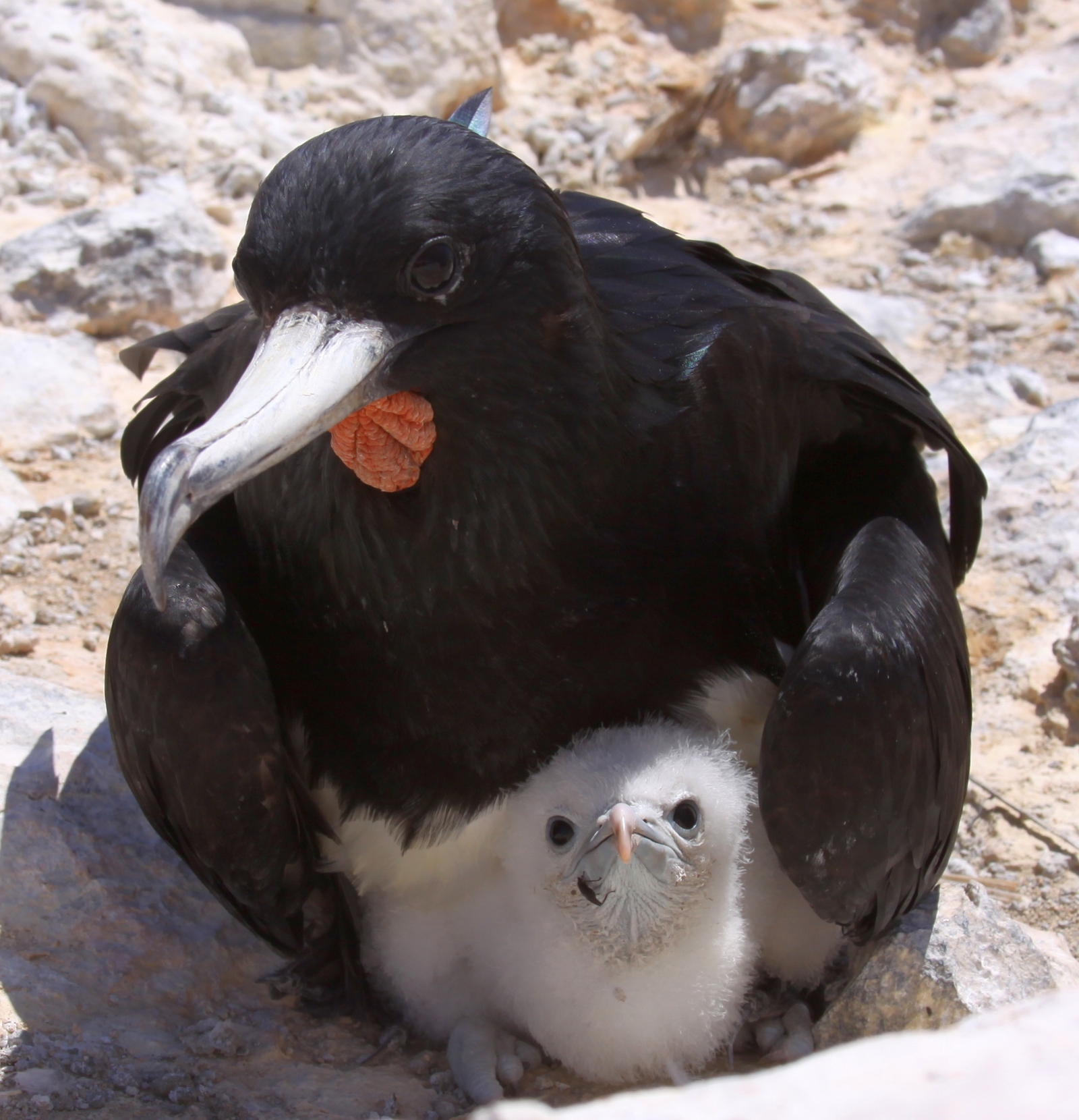 Male Ascension frigatebird with chick at Boatswain Island. Image Credit: Wiki Commons.