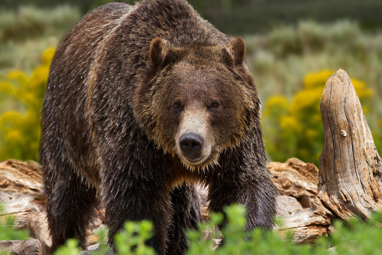 Large grizzly bear in Yellowstone National Park. Image credit: Vividpixels | Dreamstime