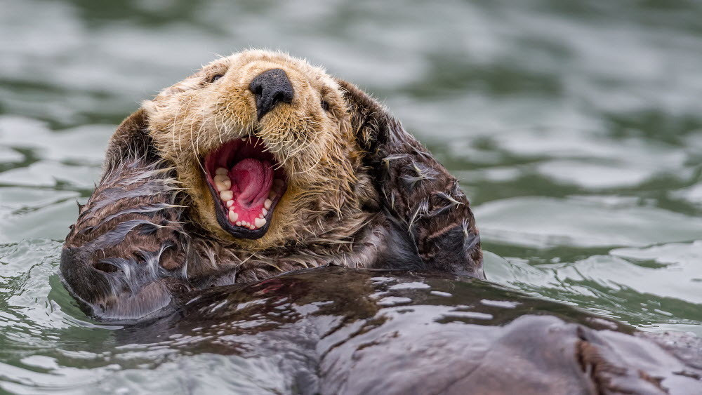 sea otter underwater