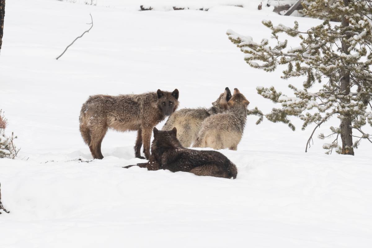 Yellowstone wolves howling to gather other pack members. Image credit: Courtesy of Sarah Killingsworth