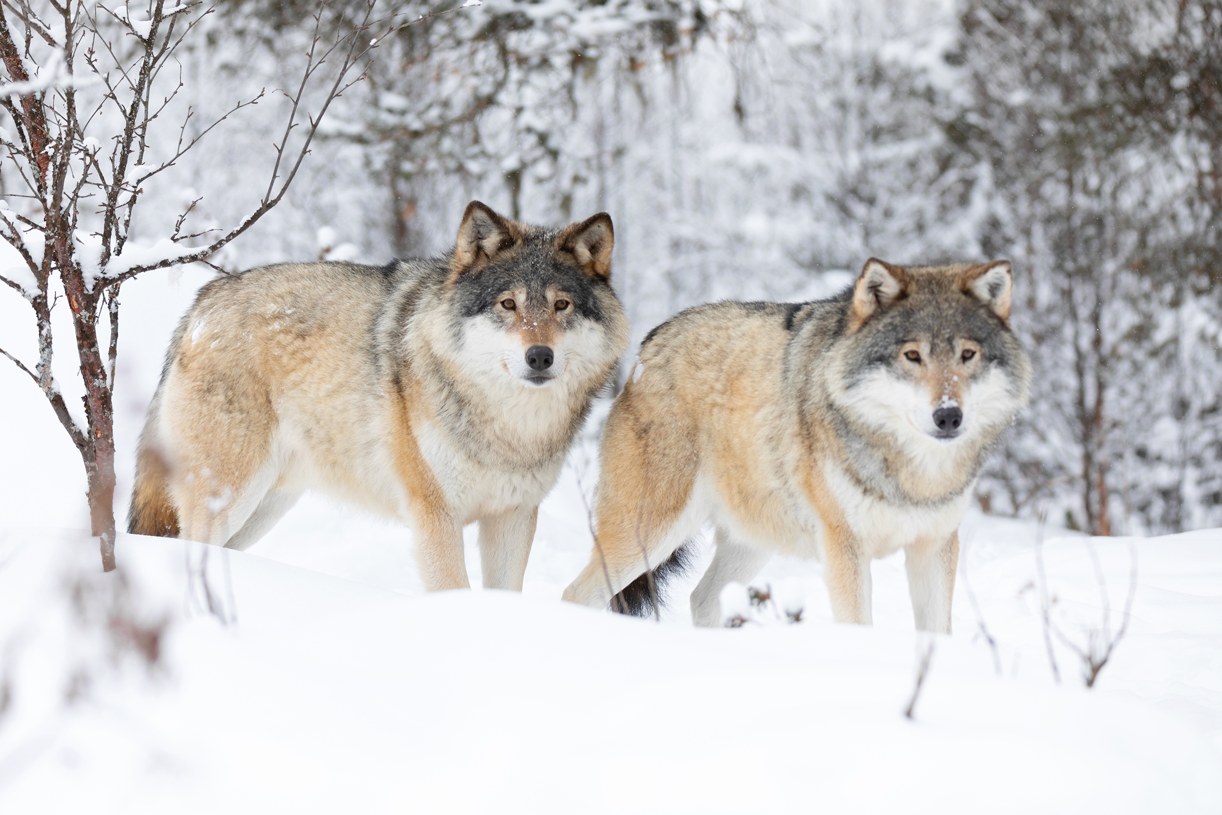 Two gray wolves (Canis lupus) in the woods a cold winter day. Image Credit: Kjekol, Envato Elements.