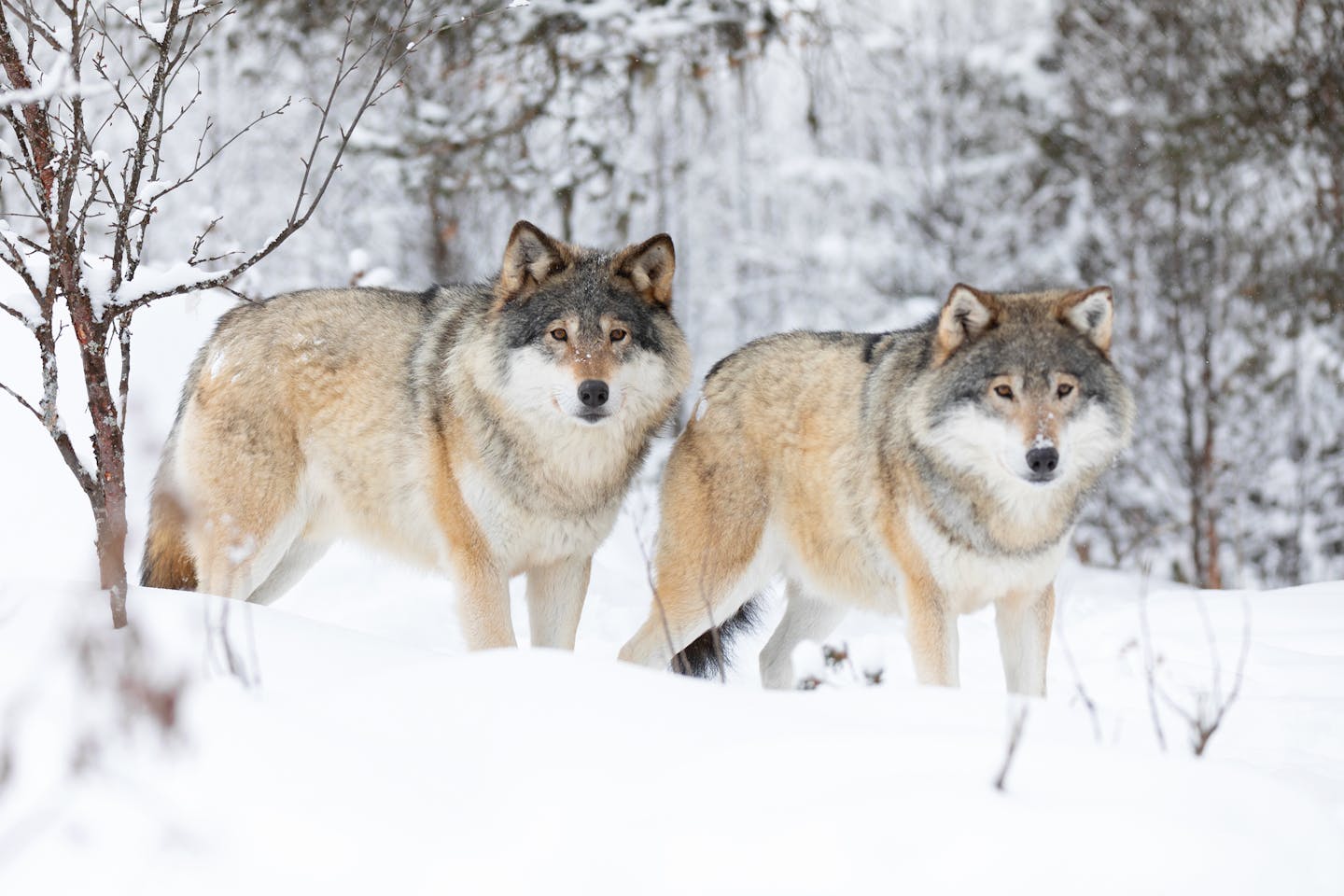 Gray wolves: Guardians of the wild and symbols of strength across cultures