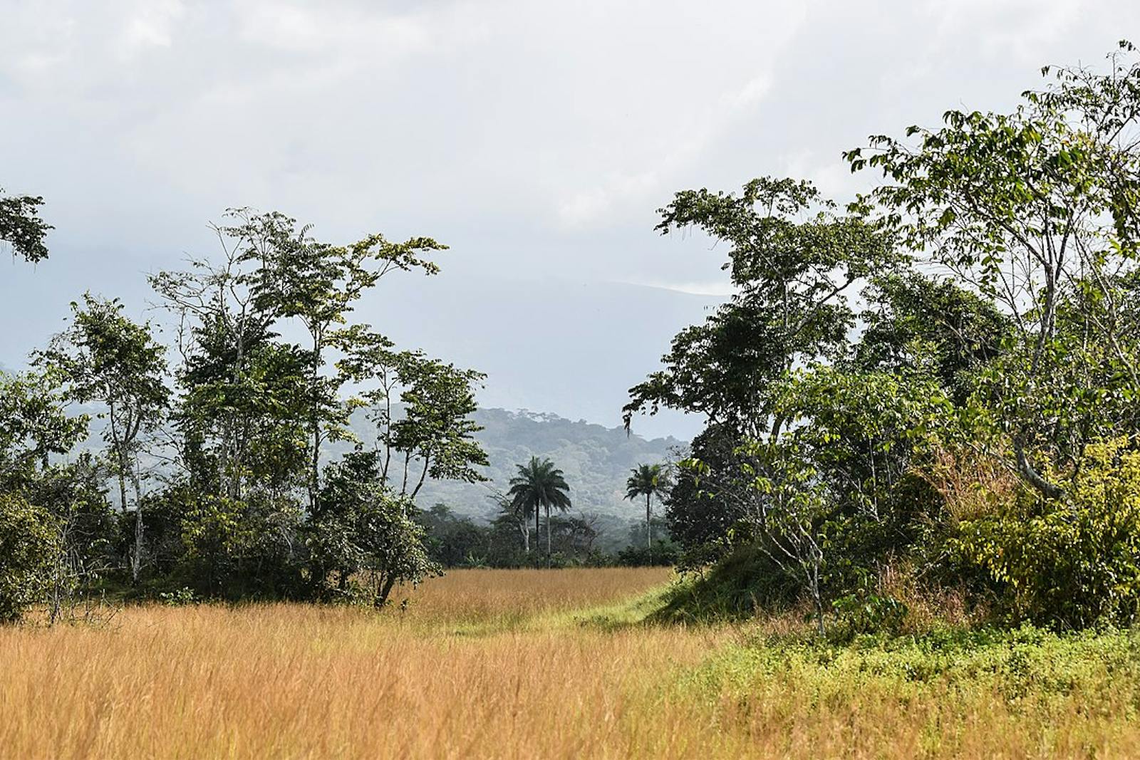 Guinean Montane Forests