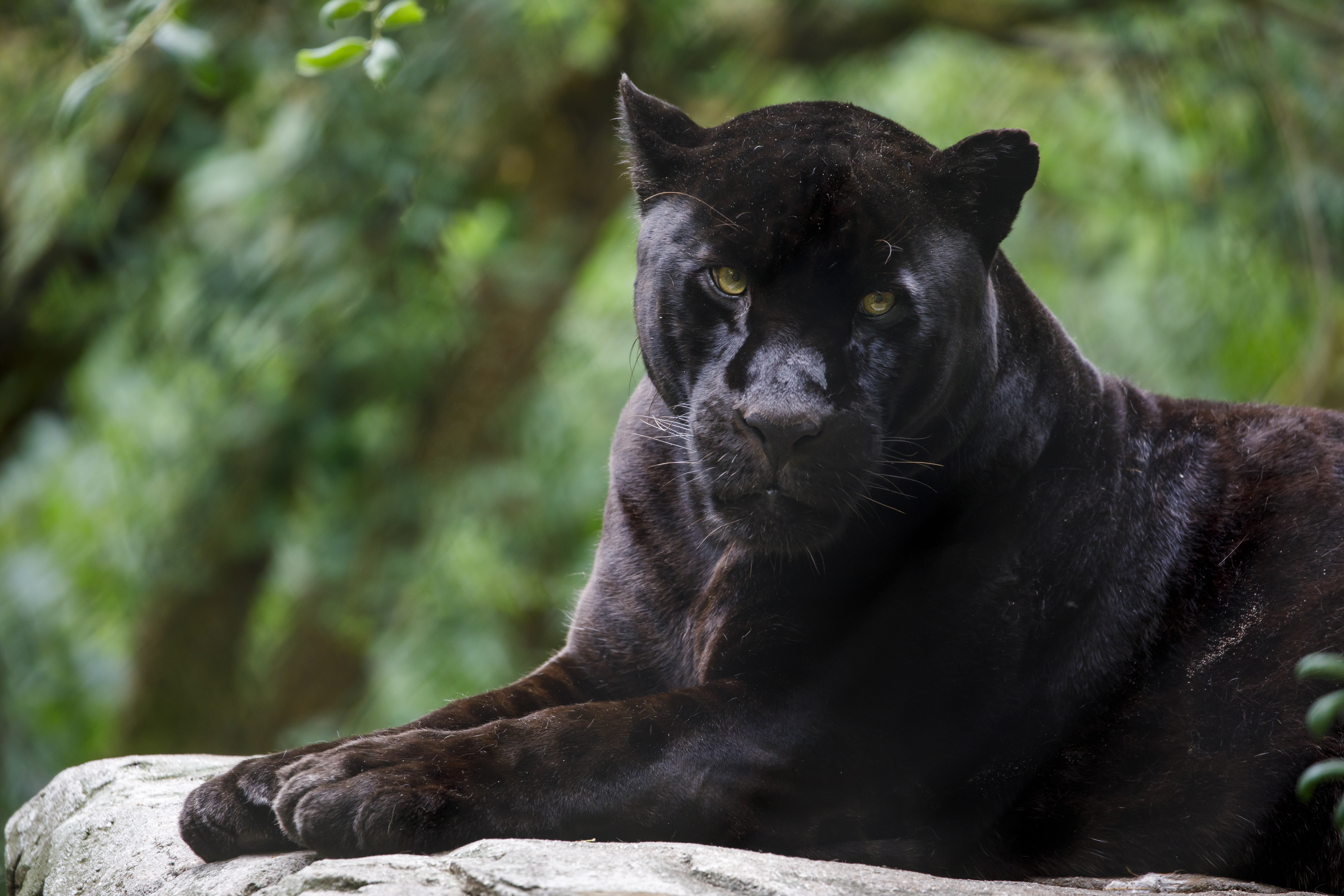 Closeup of a black jaguar. Image Credit: Edwin Butter, Envato Creative Commons.
