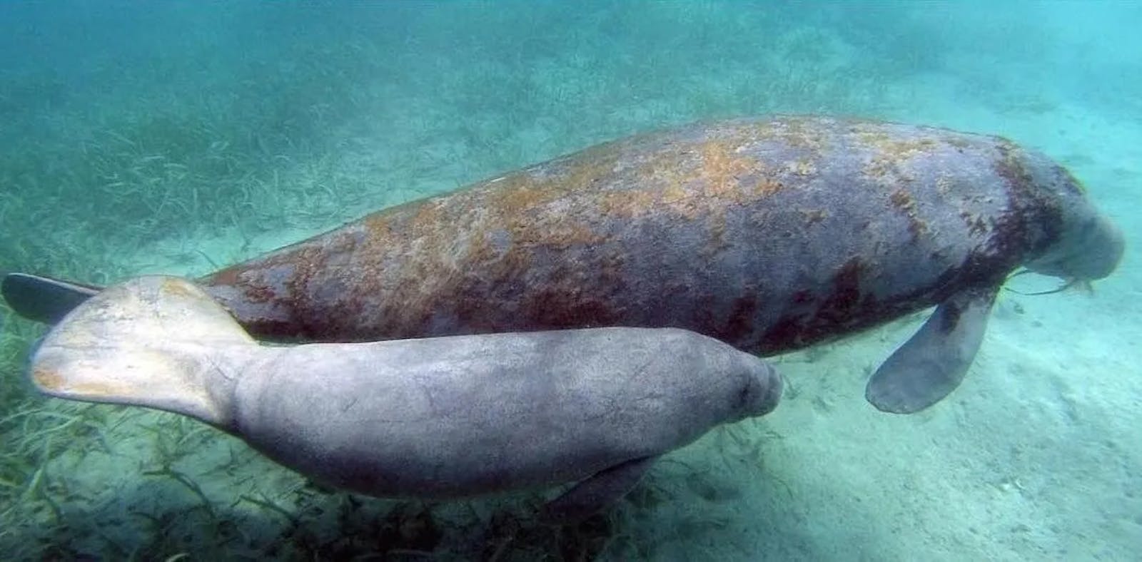 FINS (Fundación Internacional para la Naturaleza y la Sustentabilidad)