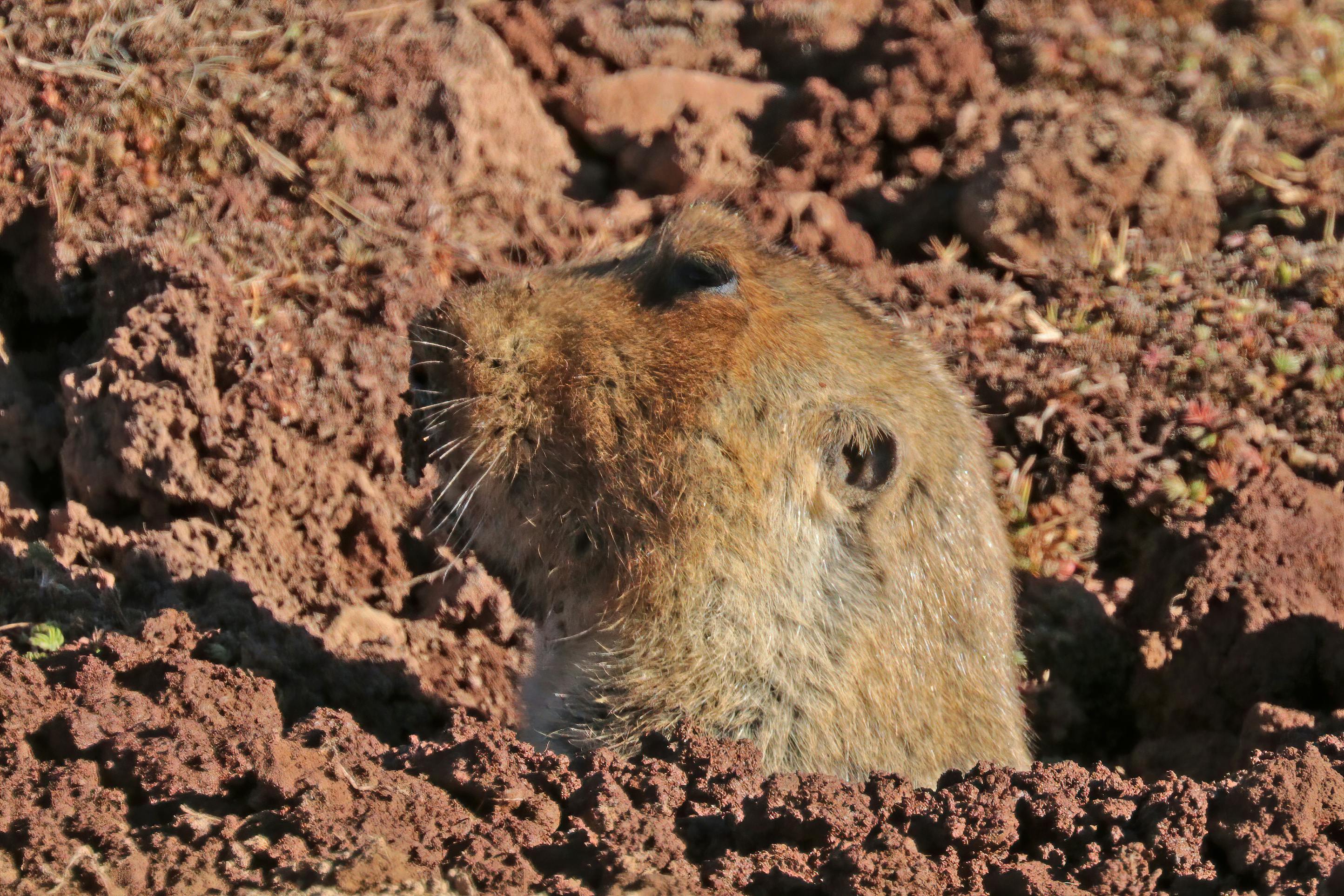 Ethiopian Montane Moorlands | One Earth