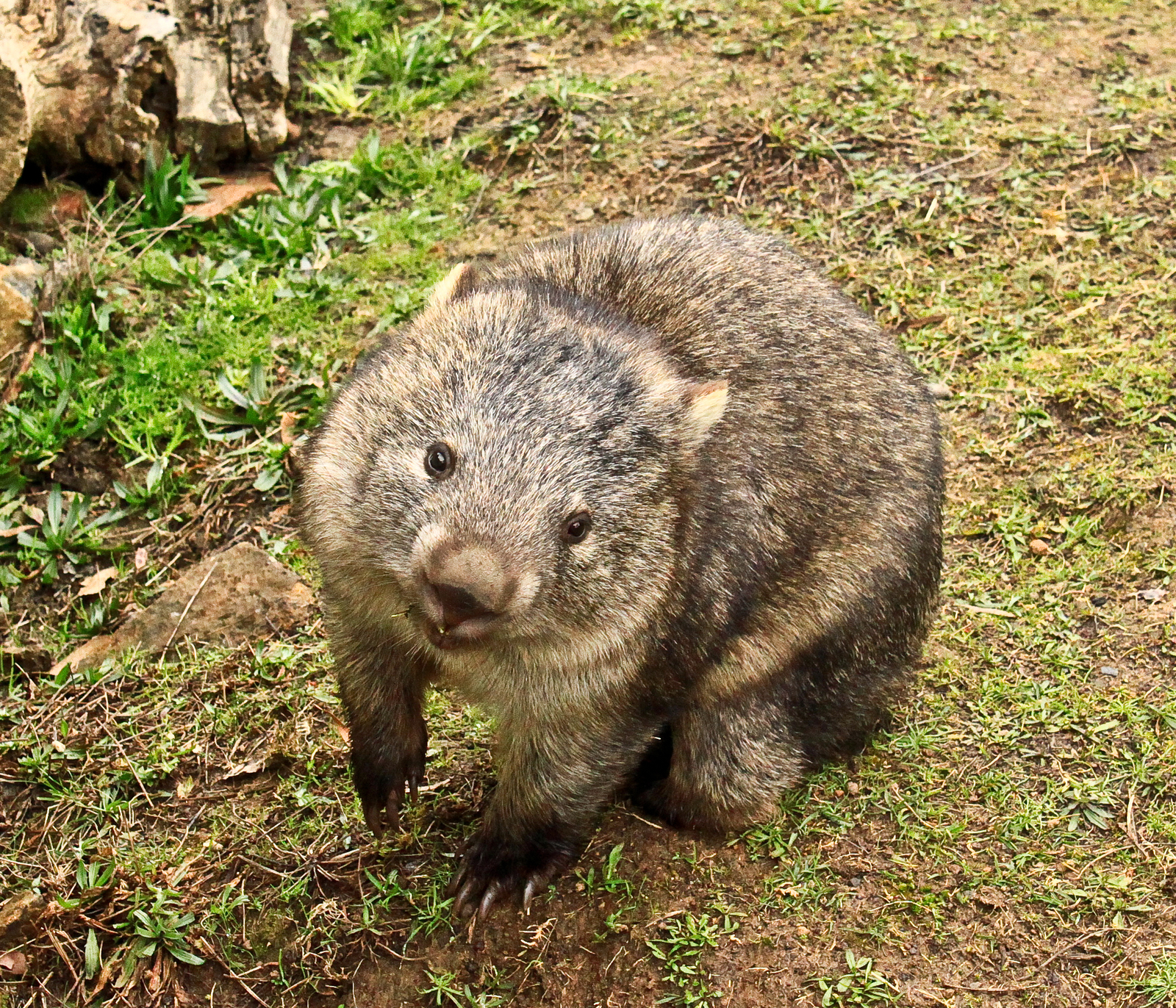 A cute and smiling common wombat on grass in Tasmania, Australia. Image Credit: © Oll230 | Dreamstime.com.