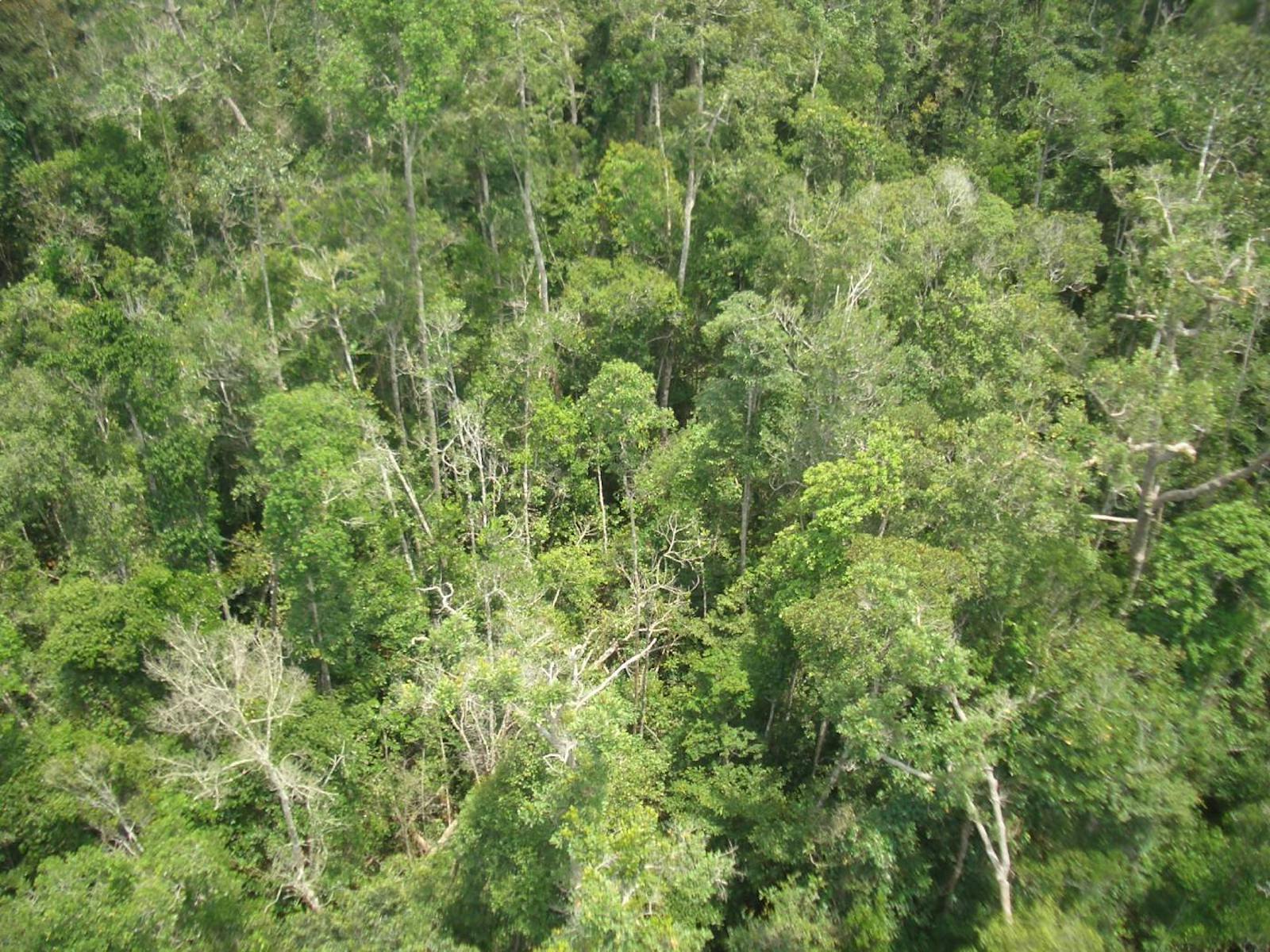 Borneo Peat Swamp Forests