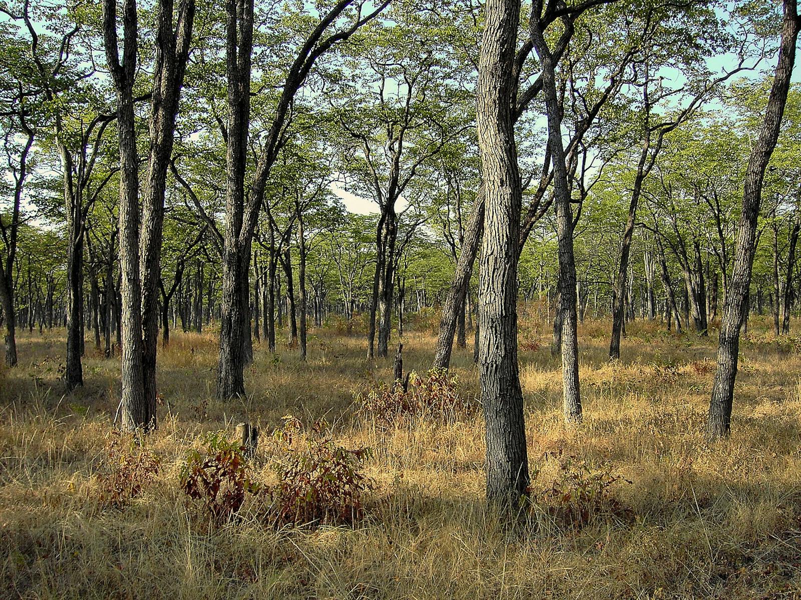 Zambezian Mopane Woodlands