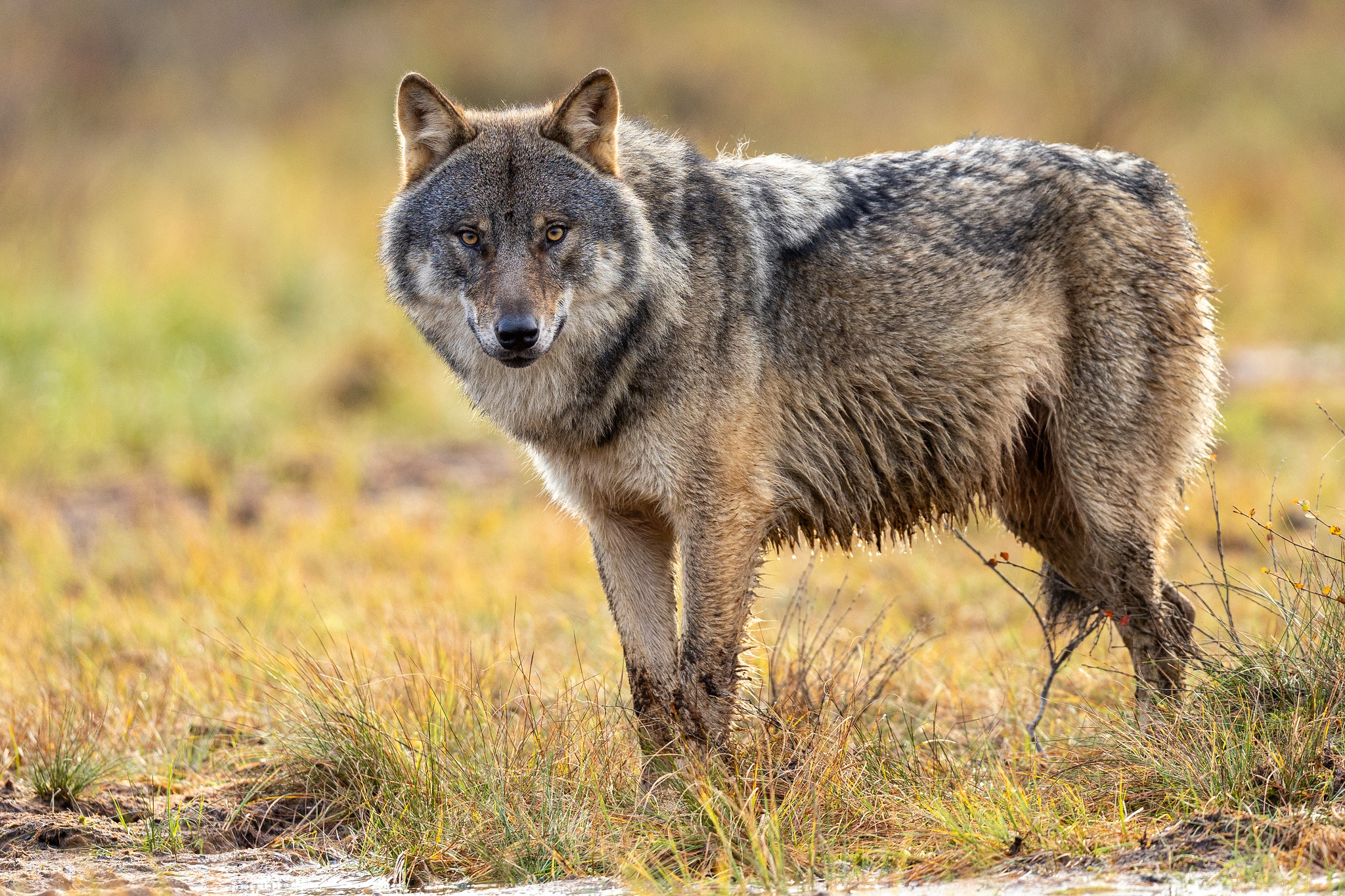 Gray Wolf (Canis lupus). Finland. Image credit: © Gregoire Dubois