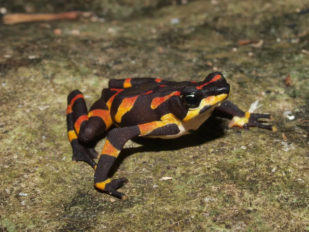 Clown frog. Image Credit: Angel Solis, Flickr. Clown frog. Image Credit: Angel Solis, Flickr.