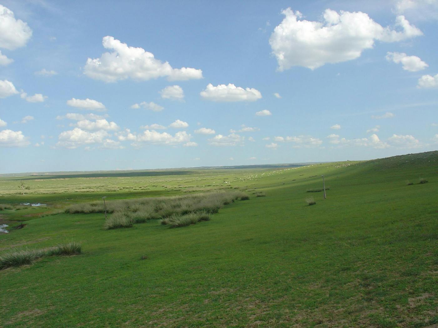 Mongolian Grasslands, Alpine Meadows & Forest Steppe (PA44)